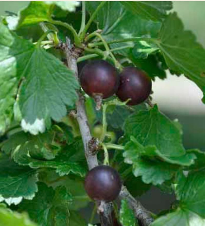 Jostaberries