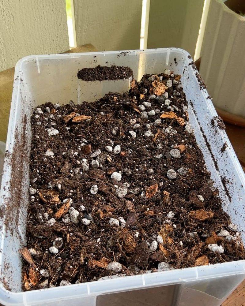 Nutmeg Soil Enhancer