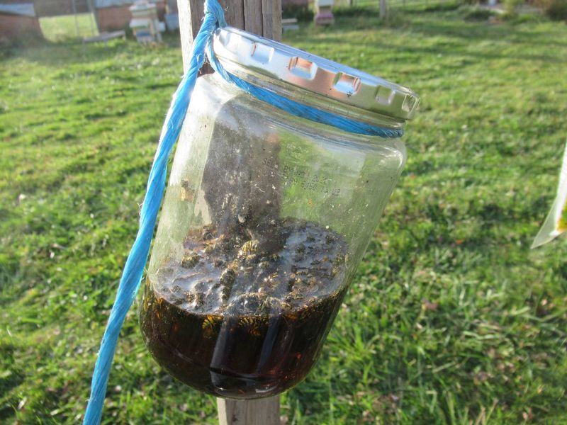 Brown Sugar Milk Jug Trap