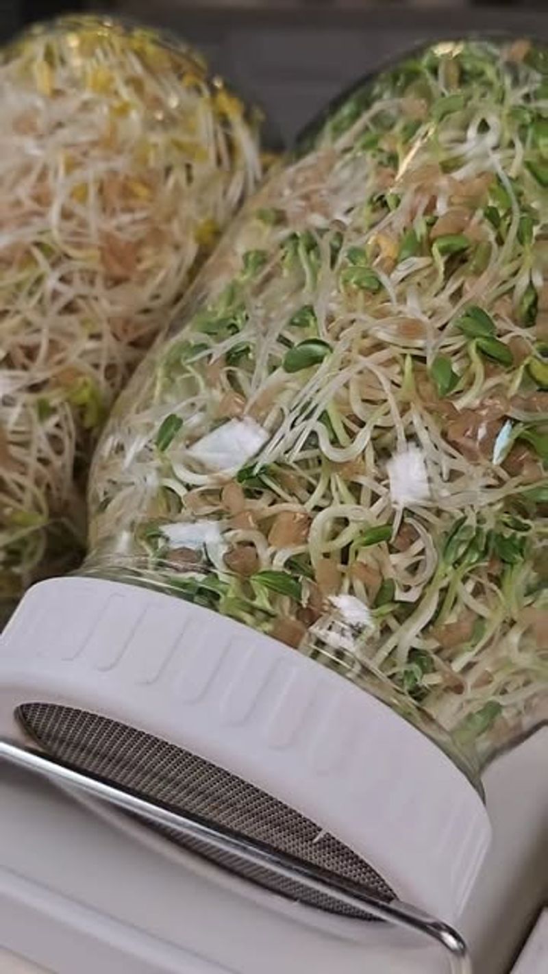 Fenugreek Sprouts