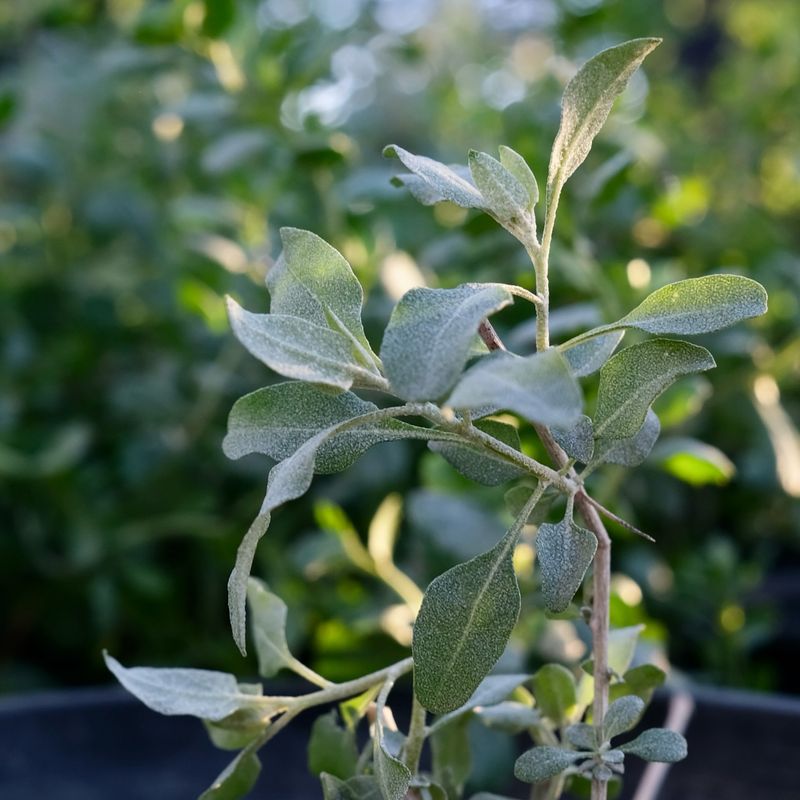 Salt Bush (Atriplex lentiformis)