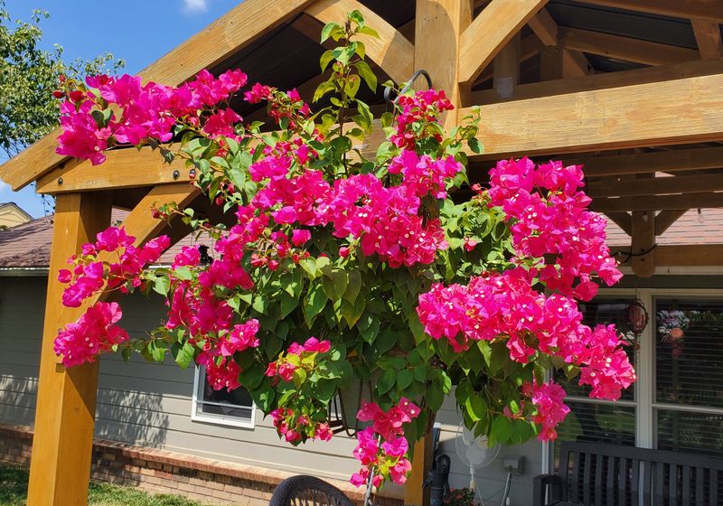 Bougainvillea Brilliance Frames
