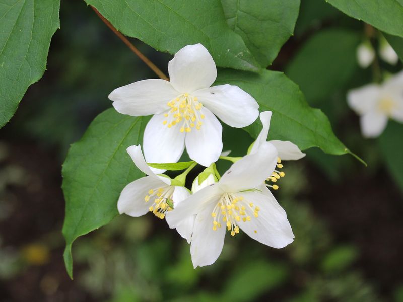 Mock Orange