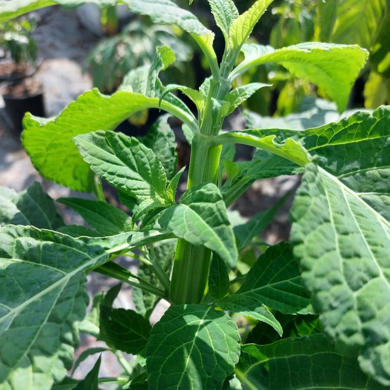 Salvia Divinorum