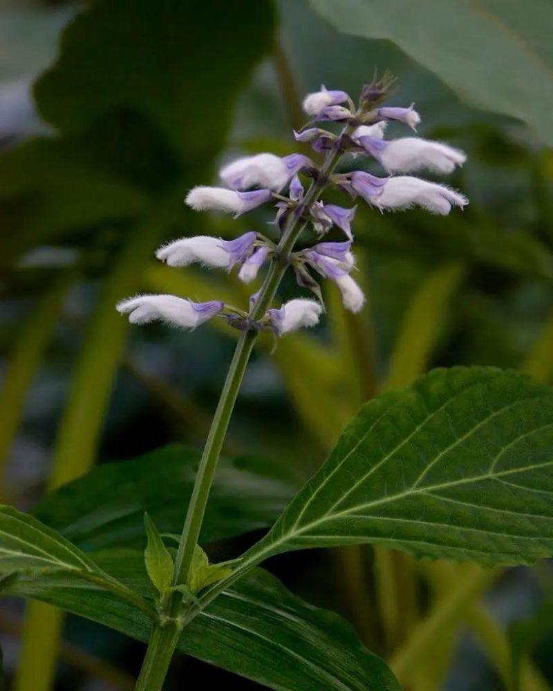 Salvia Divinorum