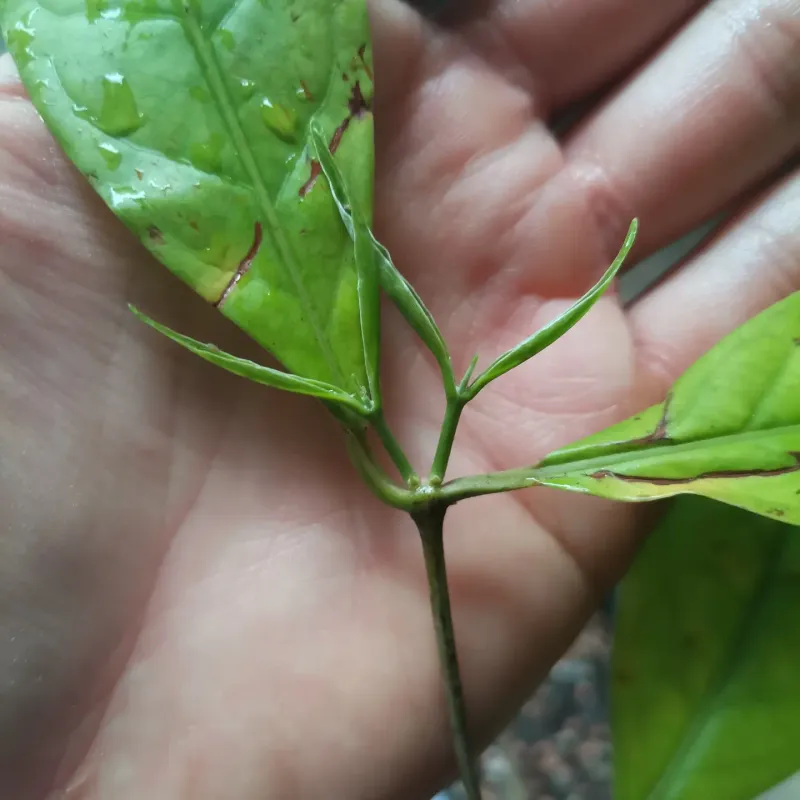 Khat Shrub