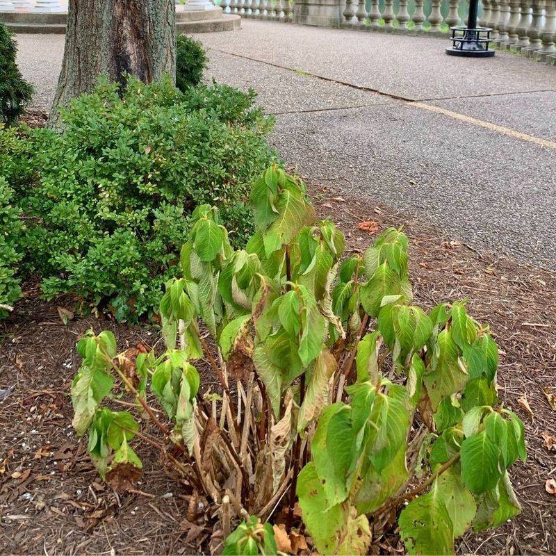 Wilting Always Means More Water Needed