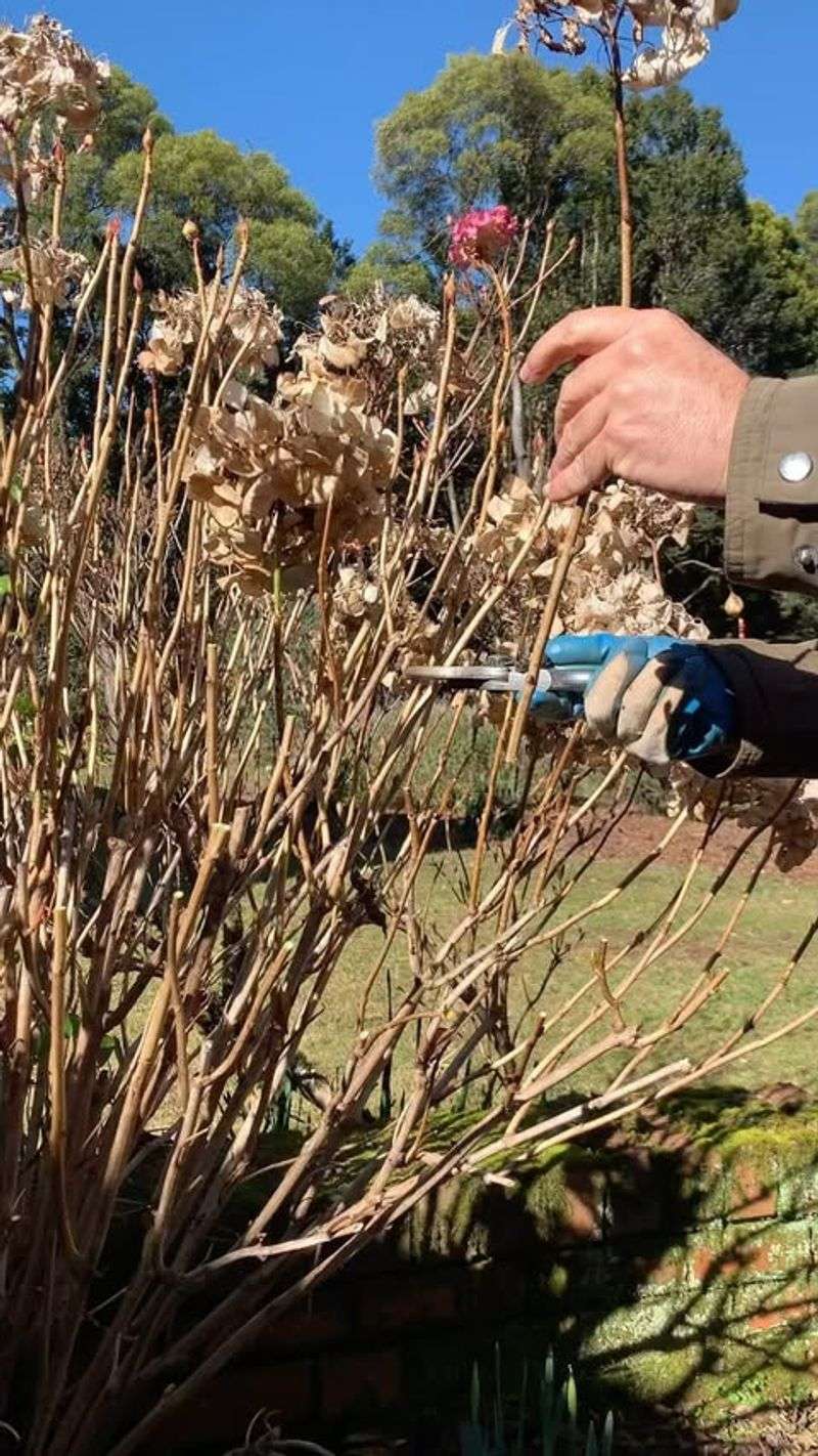 The August Pruning Myth
