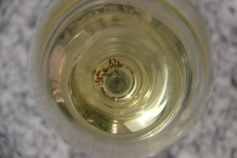 Apple Cider Vinegar Bowl Trap