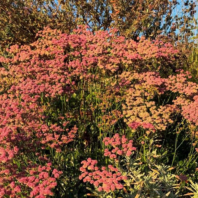 Coastal Buckwheat (Eriogonum latifolium)