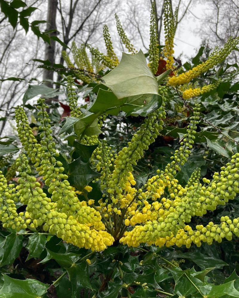 Mahonia/Oregon Grape (Mahonia bealei)