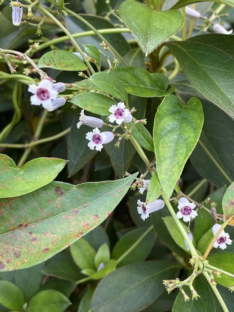 Skunk Vine: The Smelly Spreader