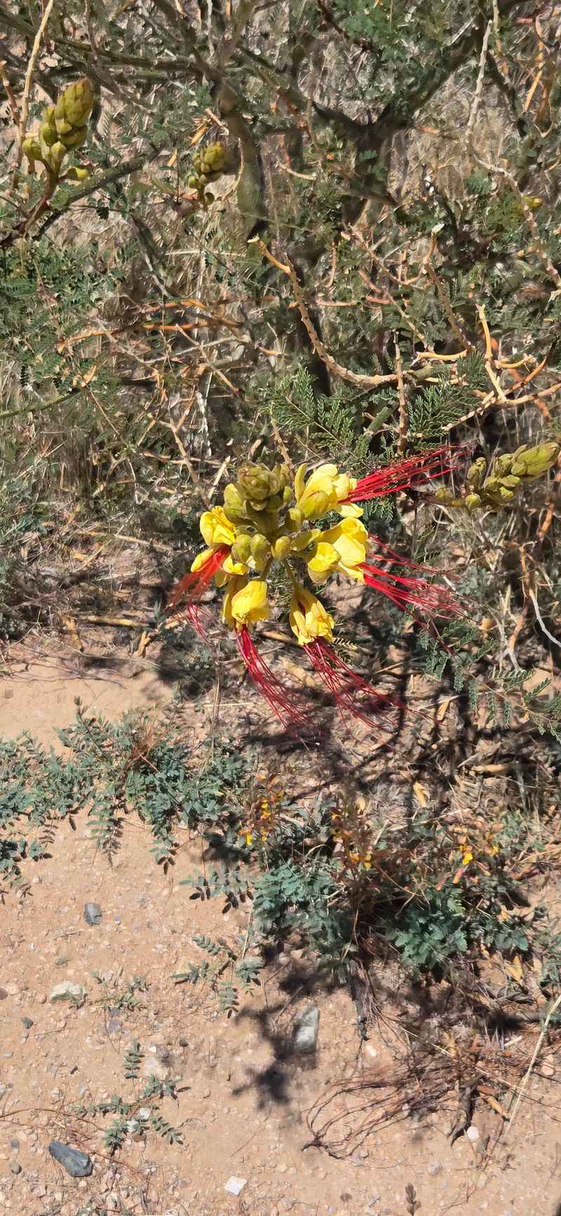 Low-Maintenance Landscape Star