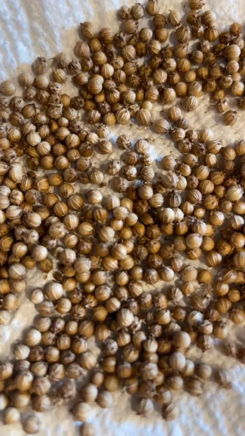 Cilantro Seeds