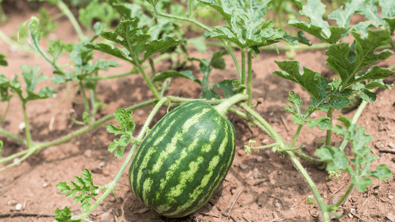 Quick-Growing Watermelon