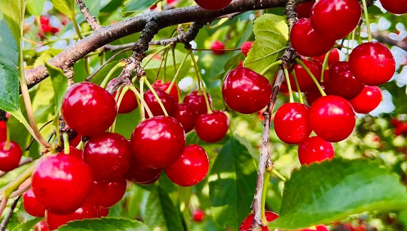 Tart Cherries