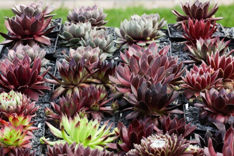 hens and chicks succulent (featured image)