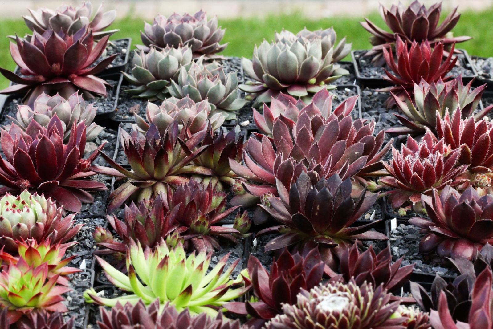 Cold Resistant Succulent Varieties For Colorado Winters