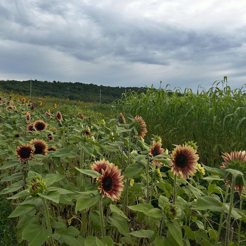 Cooperstown's Baseball-Inspired Blooms