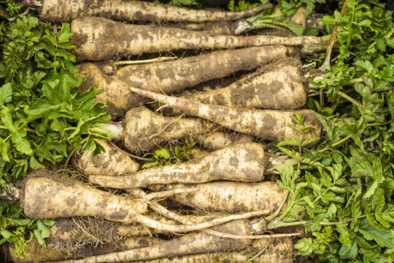 Parsnip (featured image)