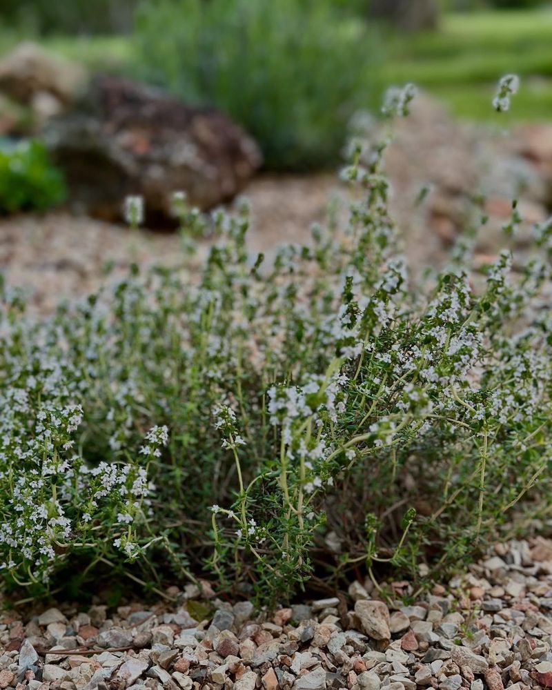 Thyme