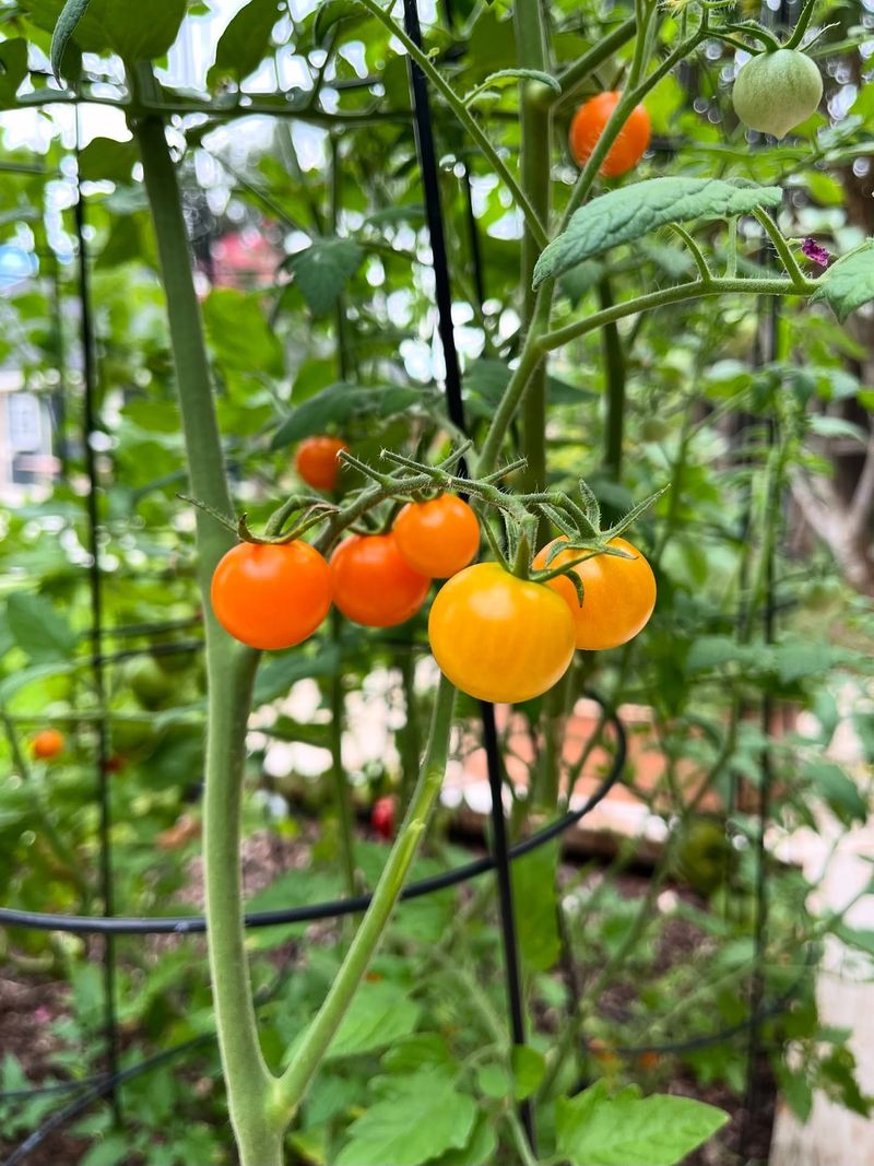 Cherry Tomatoes