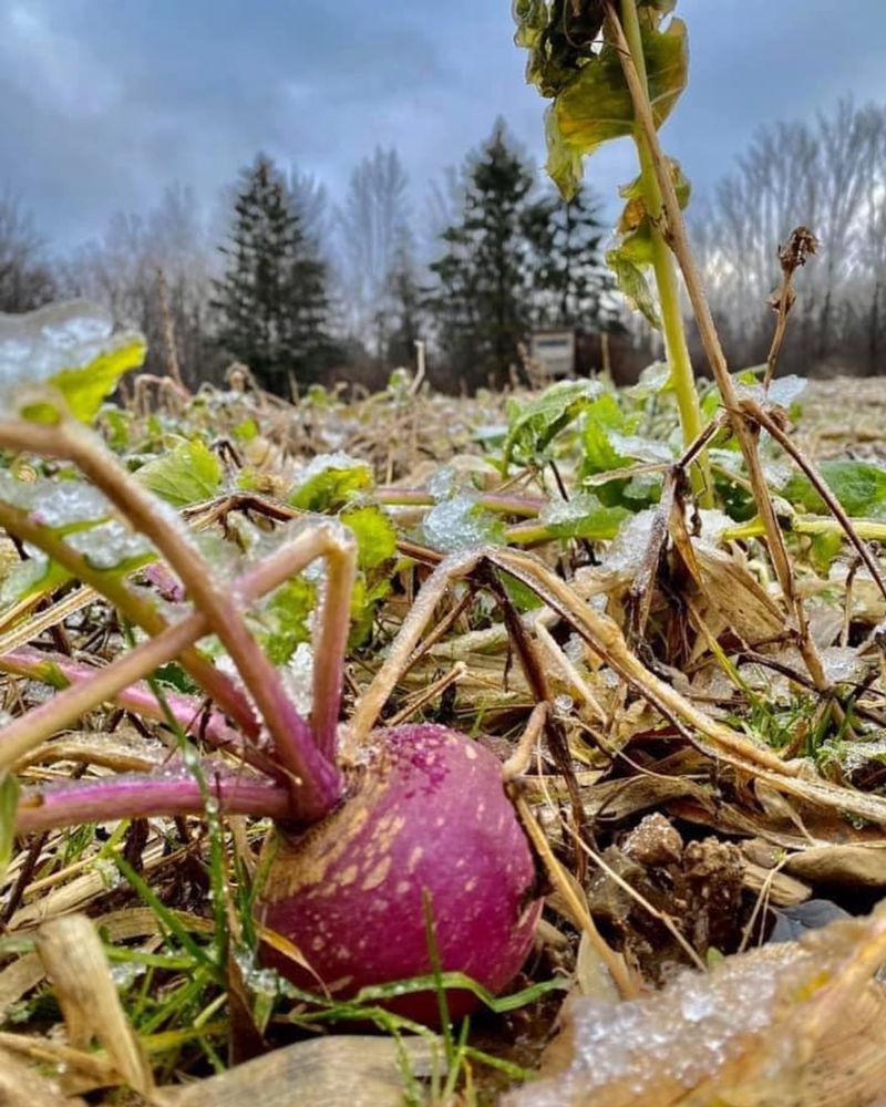 Turnips