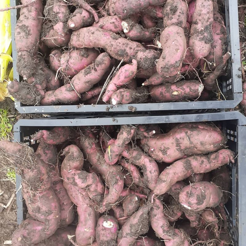 Sweet Potatoes