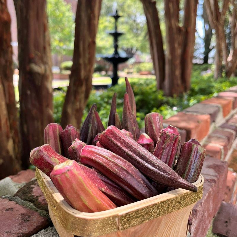 Charleston Okra