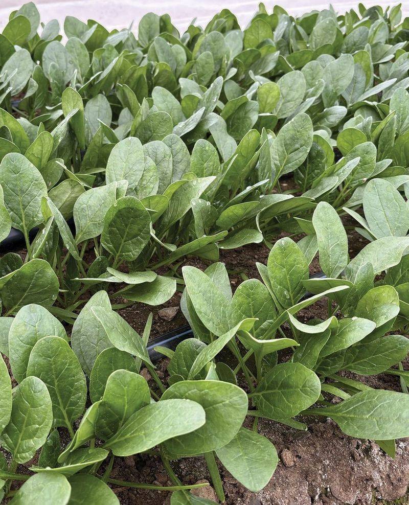 Fall Spinach