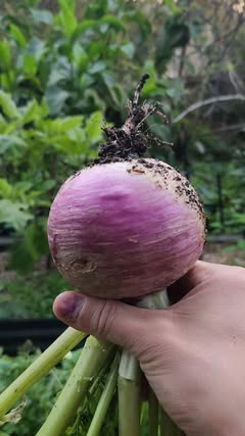 Turnips