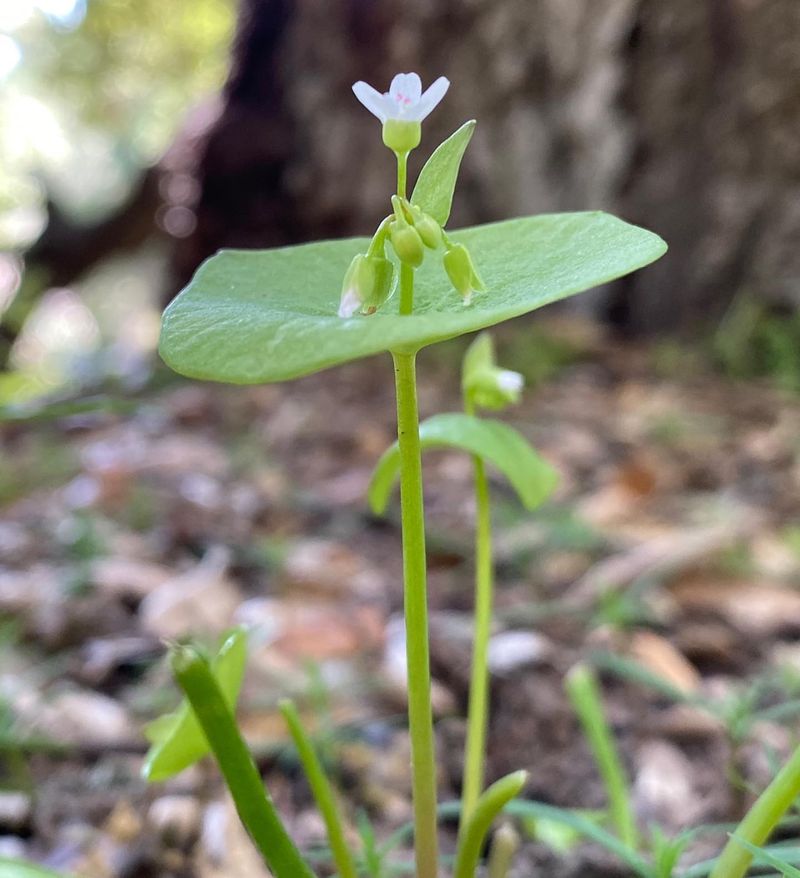 Claytonia