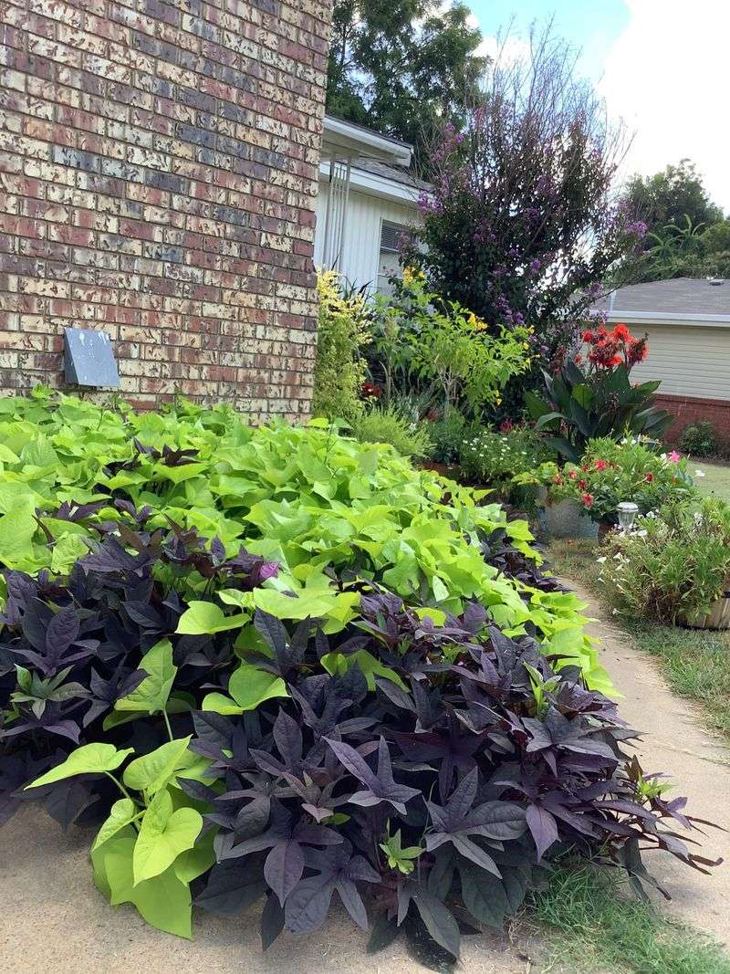 Grow Fast-Spreading Ground Covers