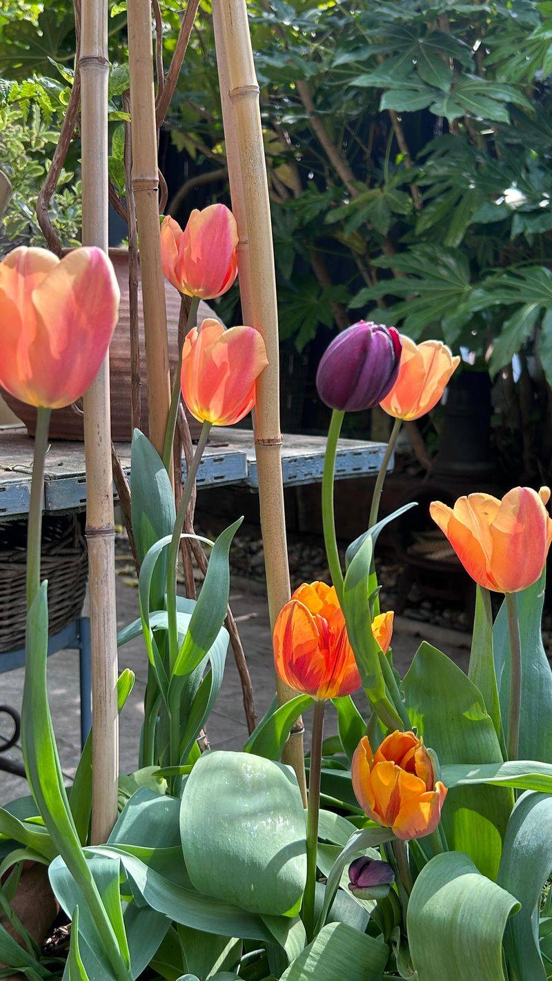 Plant Spring Bulbs