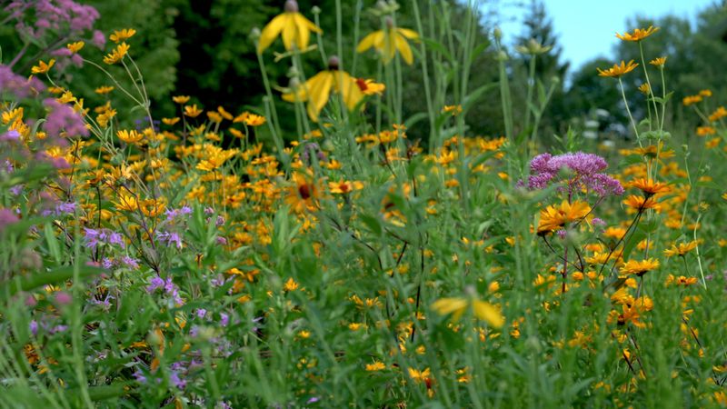 Establish Late-Season Pollinator Patches
