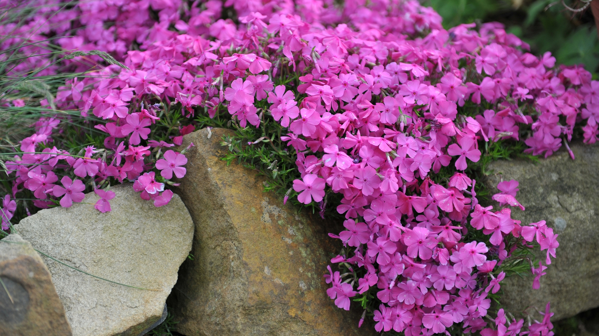Colorado Gardeners Are Replacing Grass With These Native Groundcover
