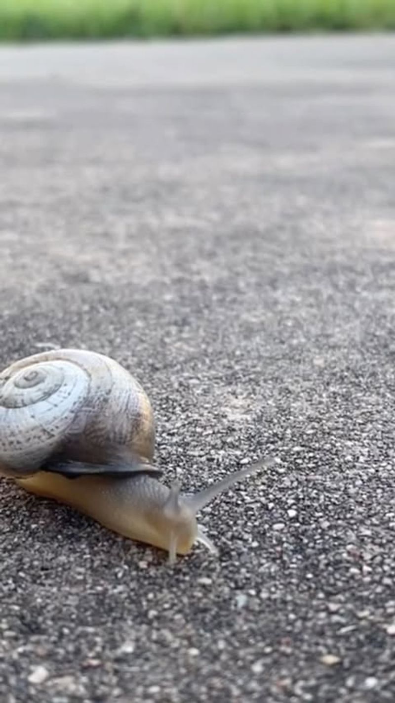 Slugs and Snails