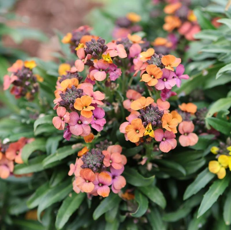 Reliable Wallflowers