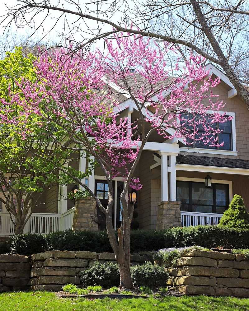 Reliable Eastern Redbud