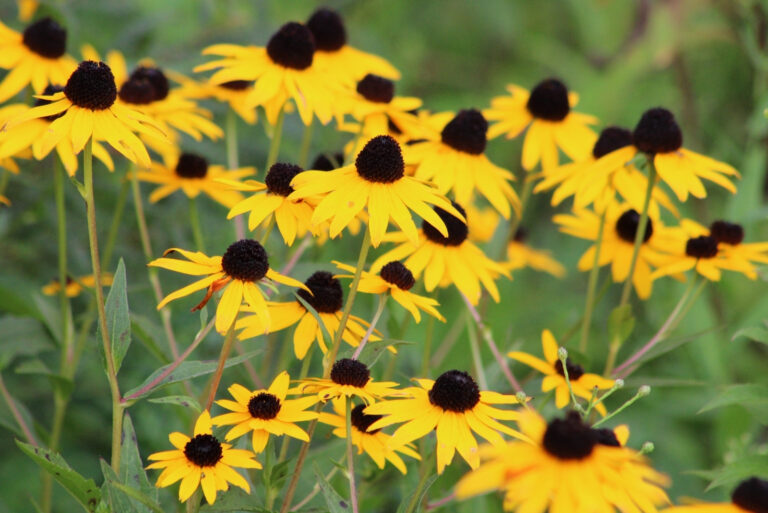 black eyed susan flowers (featured image)