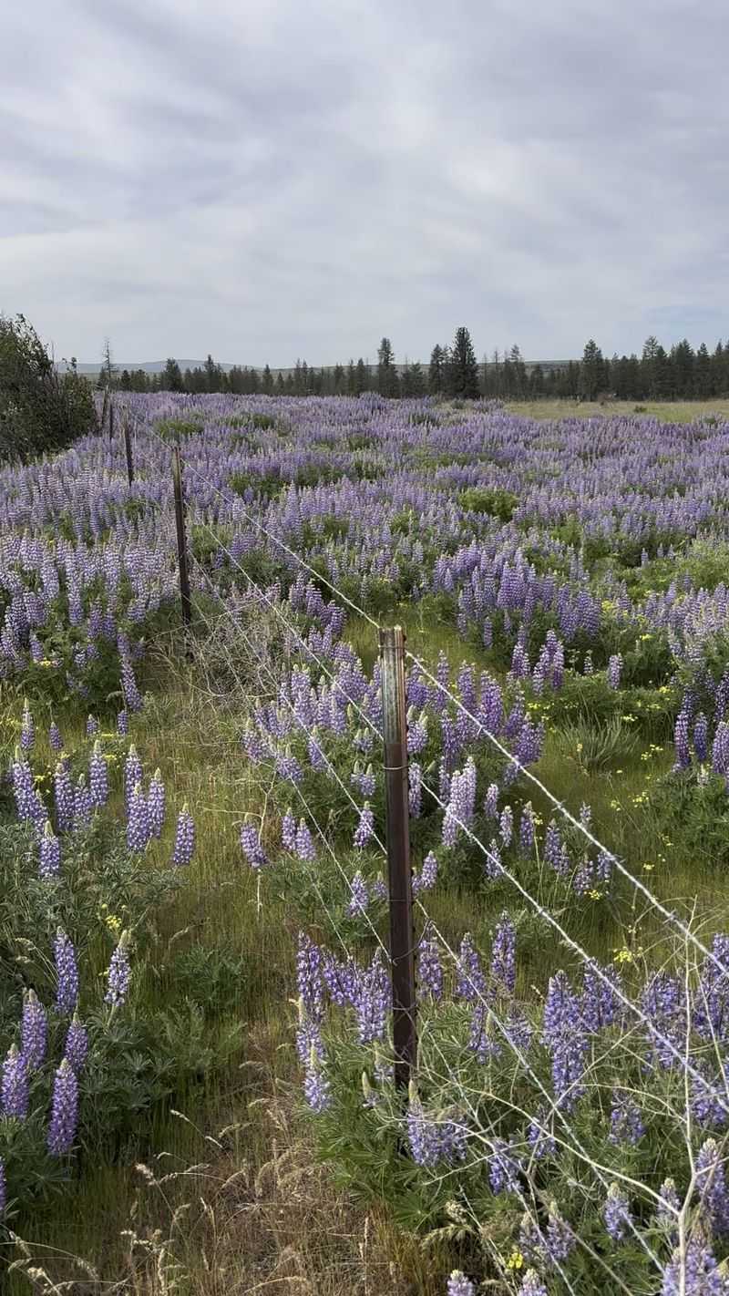 Goldendale's Oak-Dotted Flower Fields