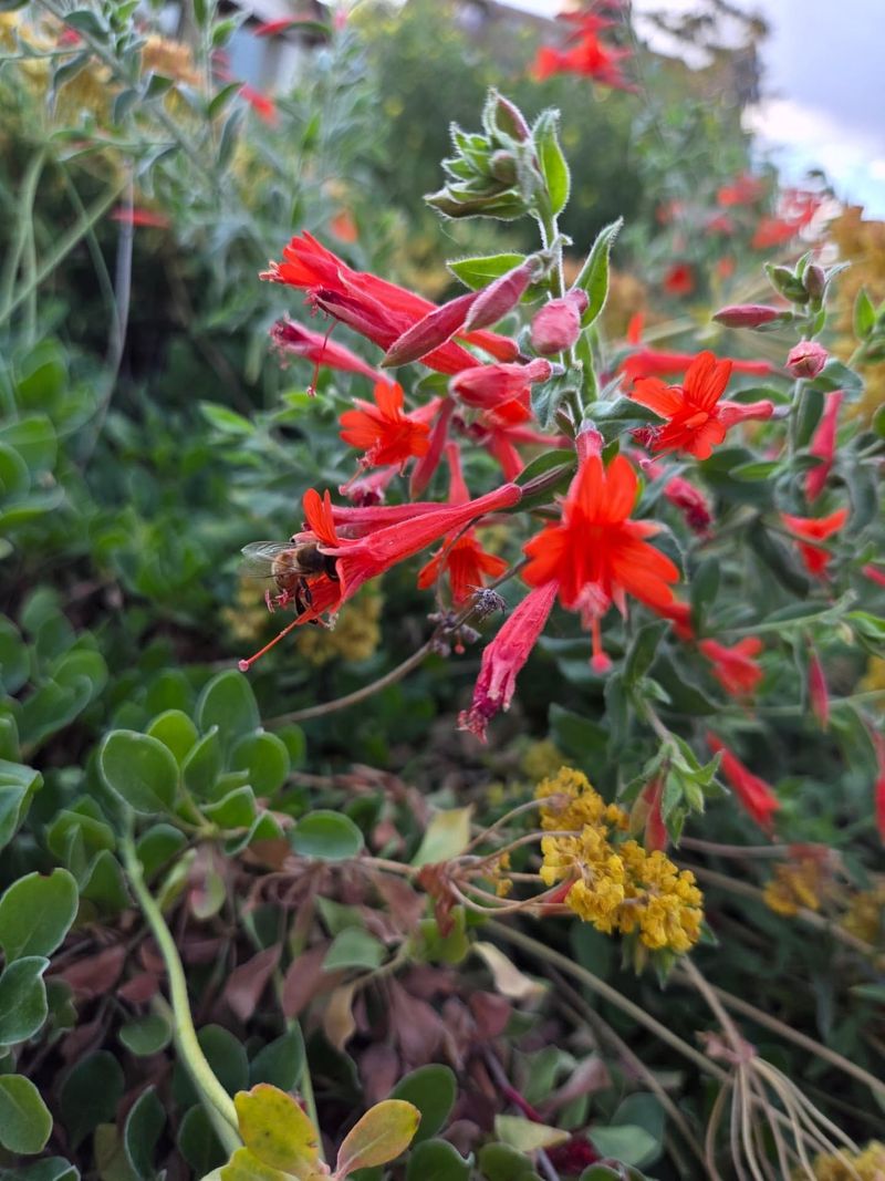 Zauschneria