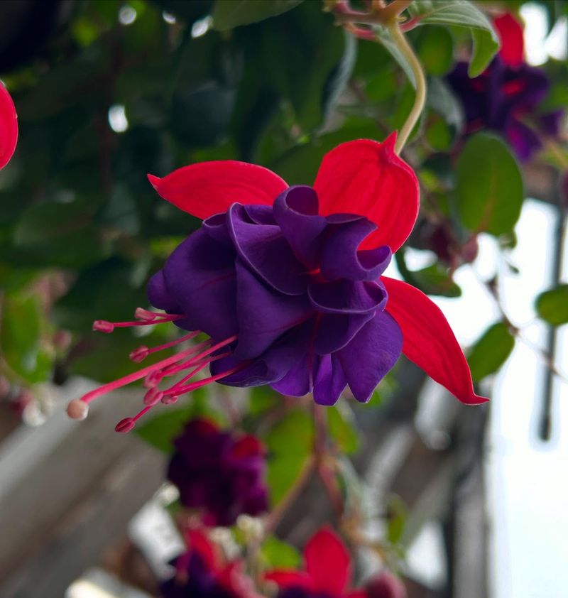 Fuchsia