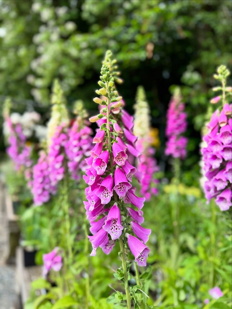 Foxglove