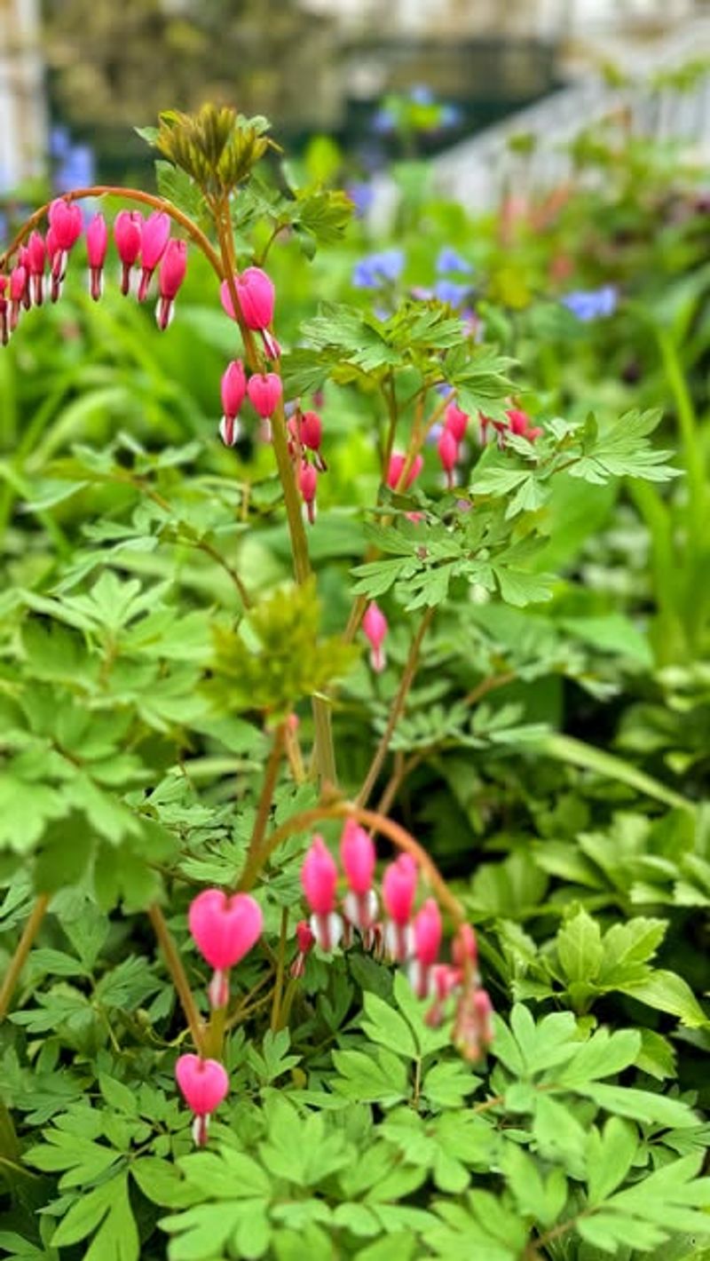 Bleeding Heart