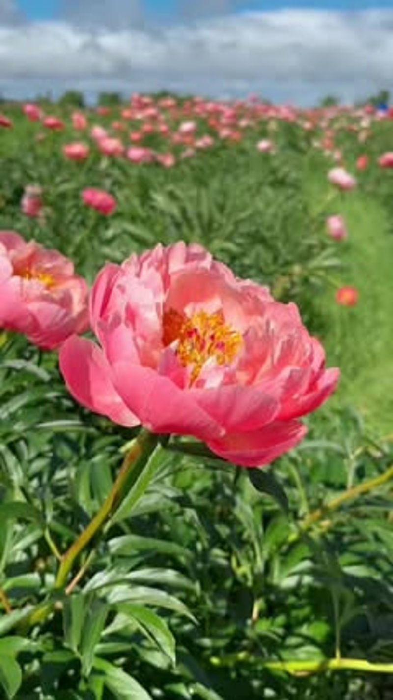 Peonies