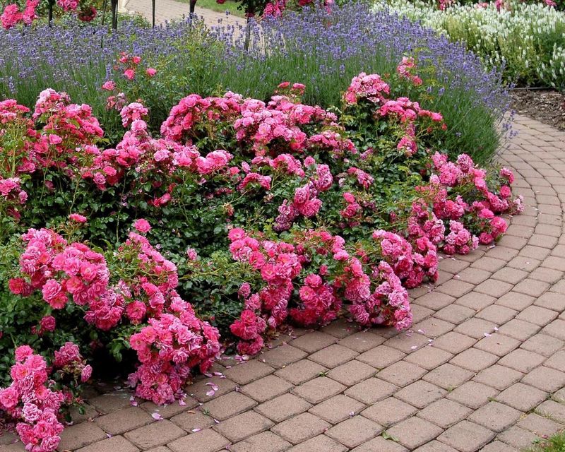 Meadow Phlox Ribbons