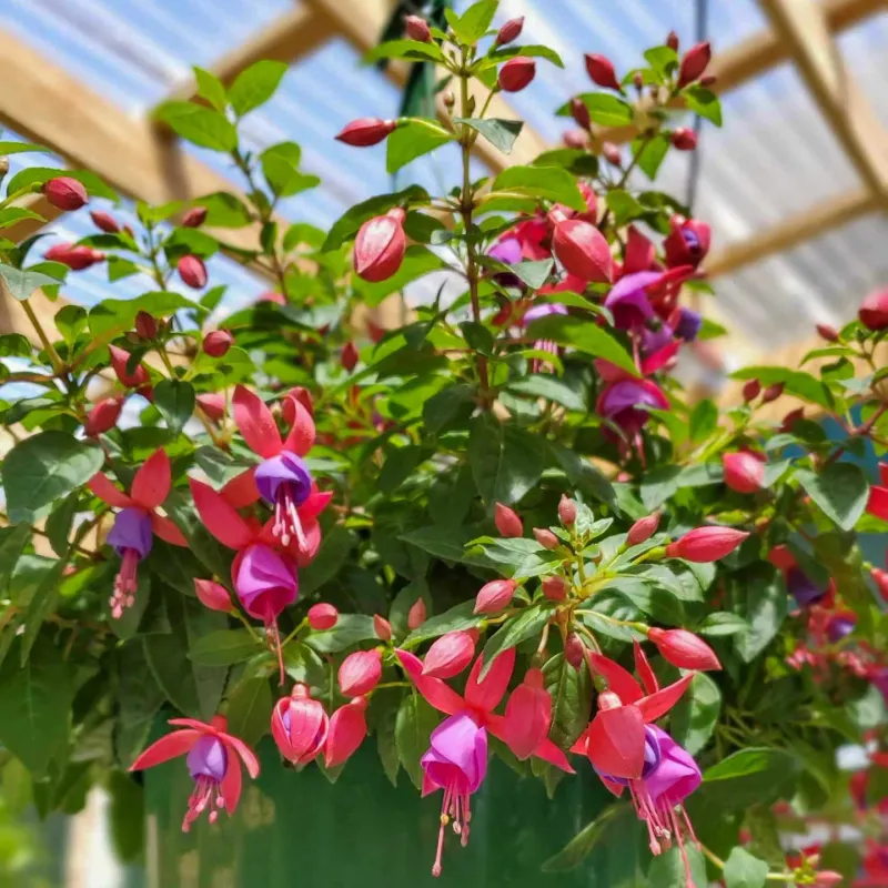Fuchsia