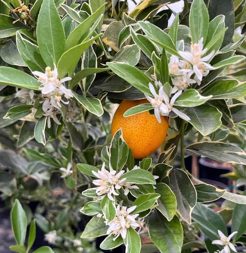 Dwarf Satsuma Mandarin