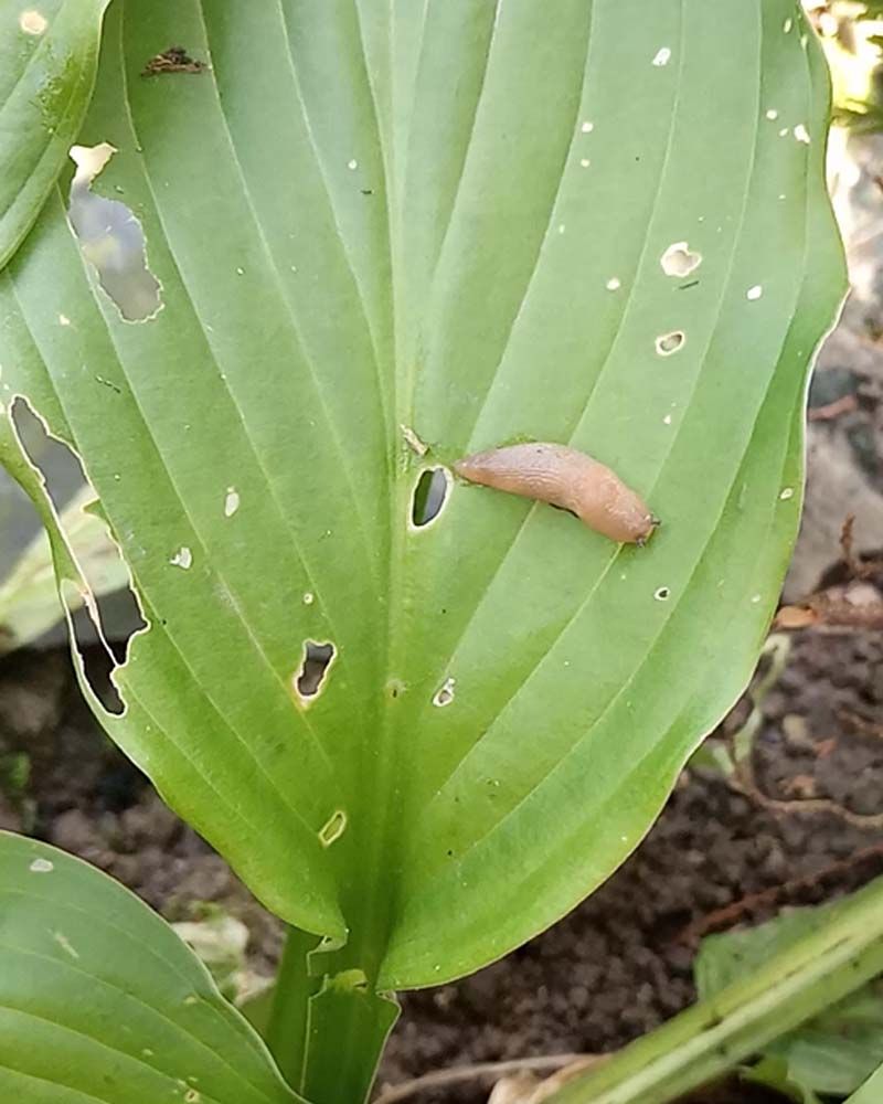 Control Slugs With Early Intervention